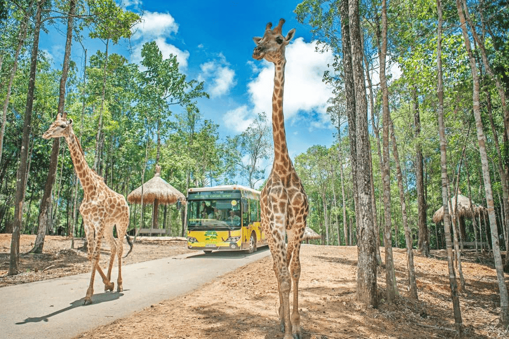 Go early to catch the safari bus, interact with animals during feeding hours, and grab a front-row seat for the Zulu show (Source: Vinpearl Safari Phu Quoc)